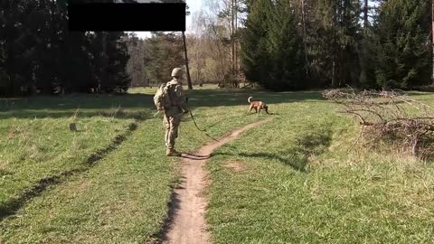 How Military Working Dogs Undergo Certification