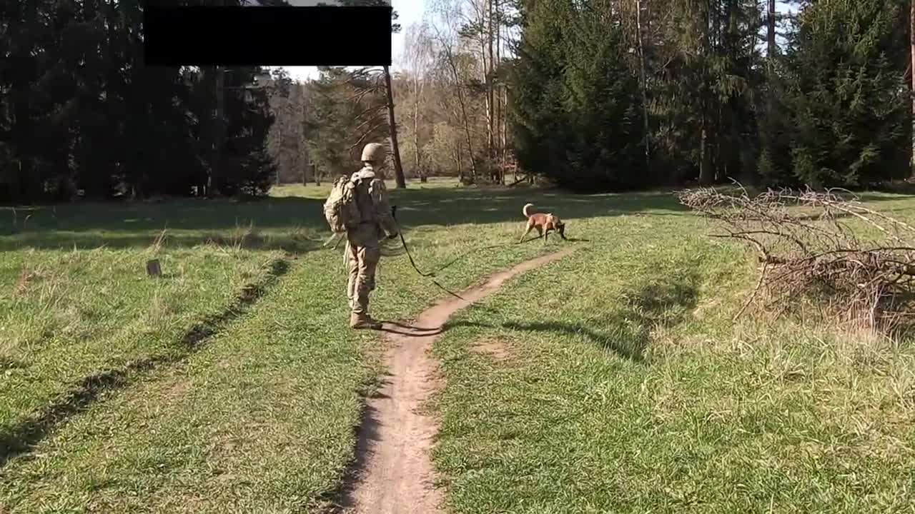 How Military Working Dogs Undergo Certification