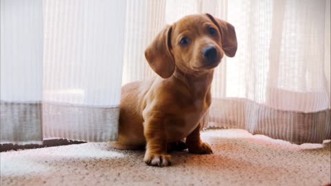 Funny Dog Videos | Funny Animals