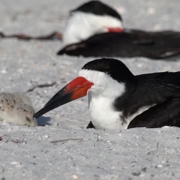Black Skimmer Cutie Pie
