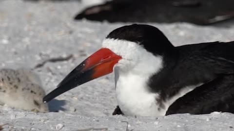 Black Skimmer Cutie Pie
