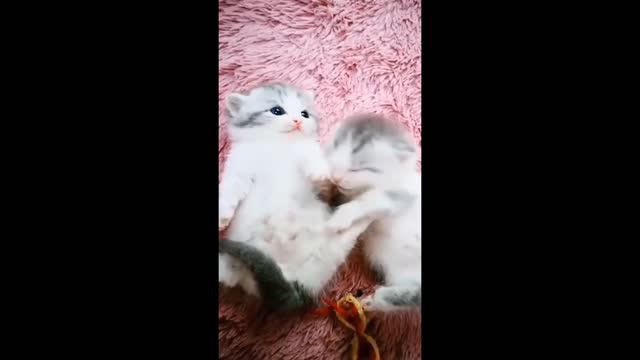 Funny Cute Pets and Animal Compilation