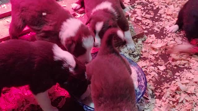 TERRA BYTE's puppies eat rice cereal