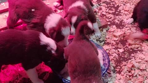 TERRA BYTE's puppies eat rice cereal