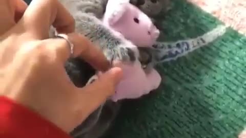 Cat and doll