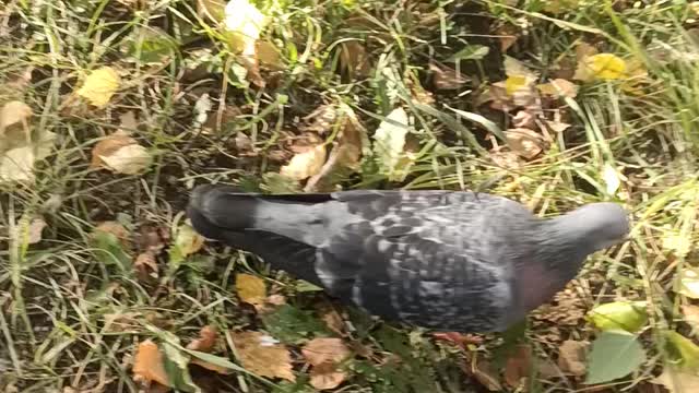 Pigeons look for worms in the grass and eat them