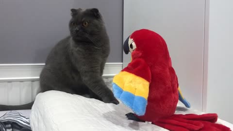 Cat scared of parrot.