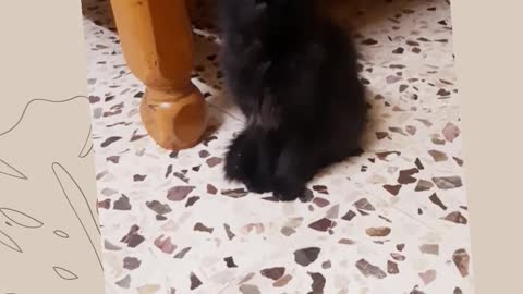 Cute black kitten