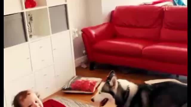 Best friend play time with Cute baby husky dog viral video