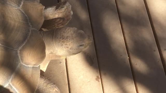 Huge tortoise chases barking corgi puppy