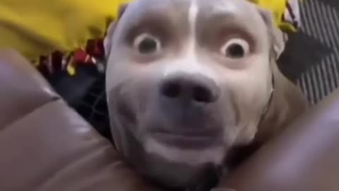 Funny animal video