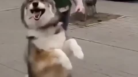 Funny siberian husky walking on two legs