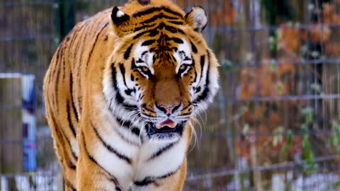 Tiger Walk in Jungle