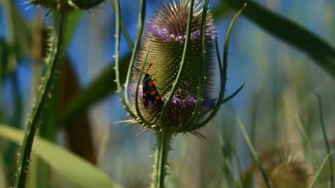 Most beautifull Nature video| beautiful animal |Nature music sound