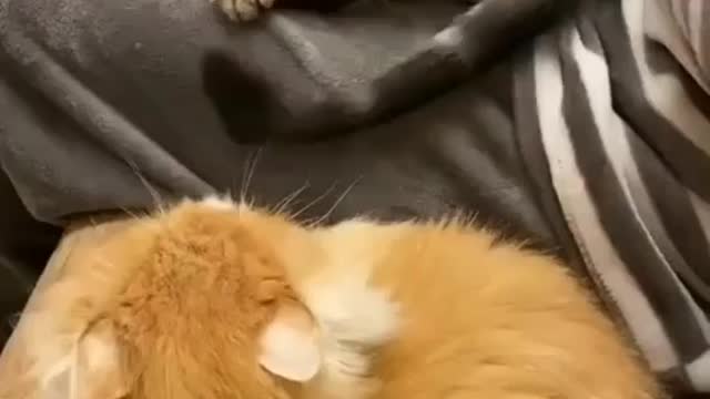 Funny cat
