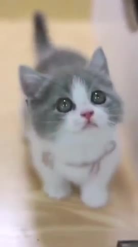 Funniest cat funny comedy scenes 🤣🤣