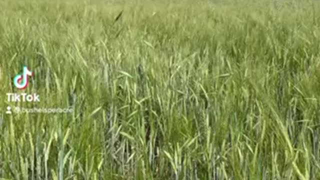 550km Crop Tour Alberta