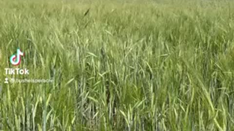 550km Crop Tour Alberta