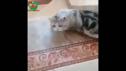 FUNNY ANIMALS AND PETS THAT CAN MAKE YOU SMILE!