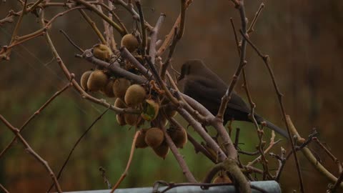 A beautiful brown bird animal above the branch