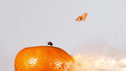 Fly Reaction Time Test