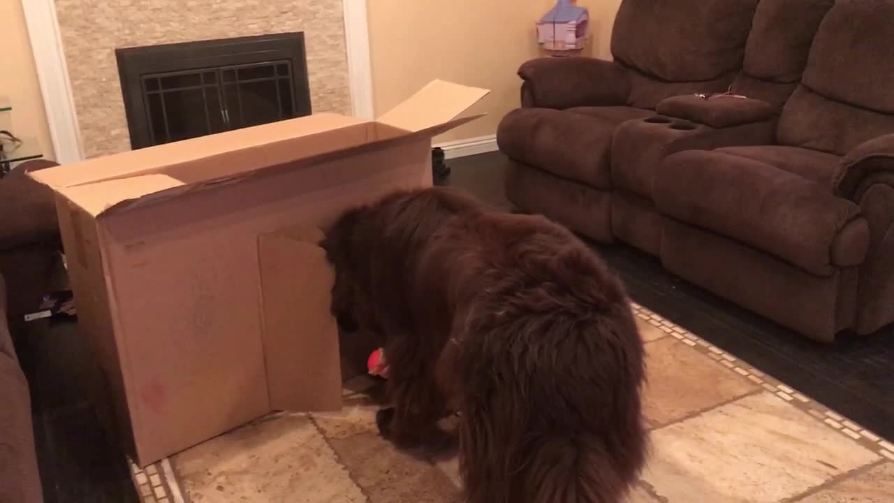 Dog is too big for little girl's playhouse