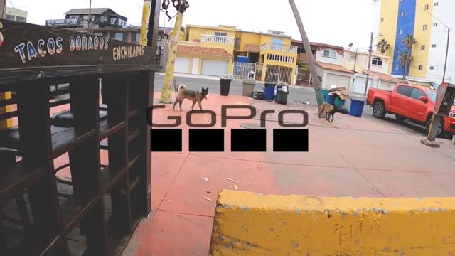 Playas de Tijuana Remix 🎛️