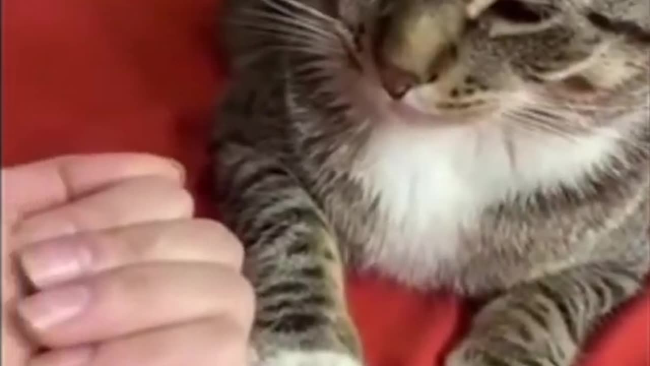 Funniest Cat And Dogs 😂 Funny Animal Videos
