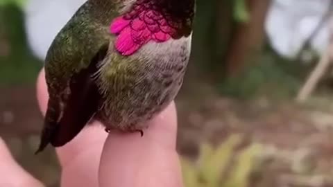 Unique Hummingbird Bird