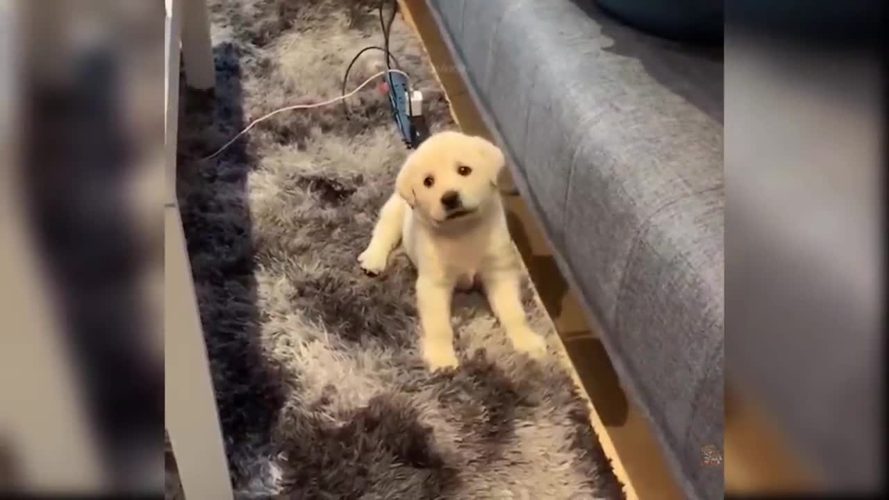 Baby dogs - cute and funny. You gonna laugh your ass off🤣🤣🤣