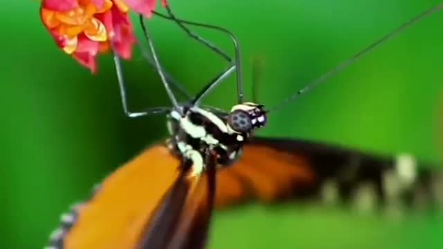 Butterfly 🦋🦋 Beautiful Video