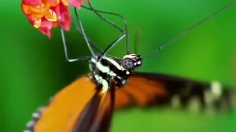 Butterfly 🦋🦋 Beautiful Video