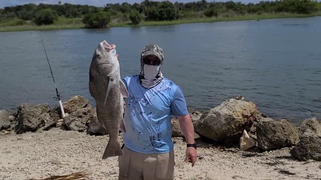 Big Black Drum caught fishing off the shore in Yankeetown launch in Florida