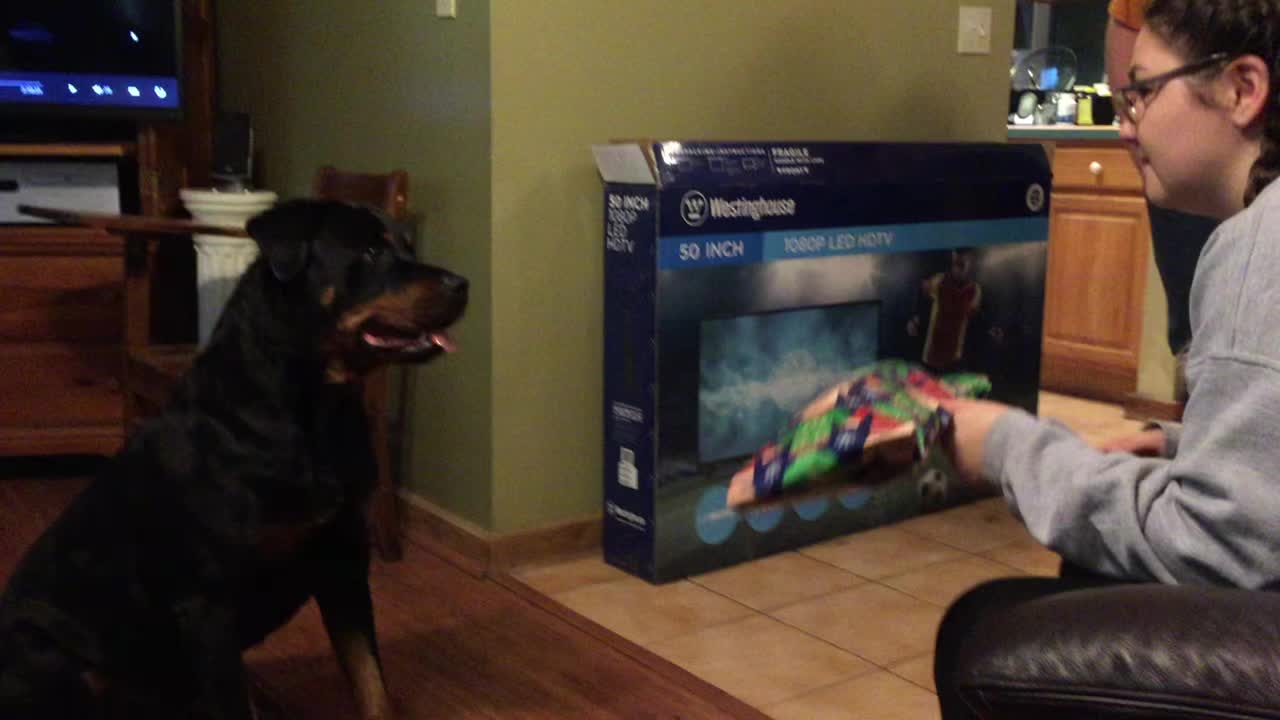 Rottie Christmas