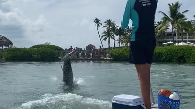 floridakeys#marinemammal