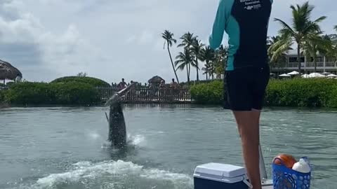 floridakeys#marinemammal