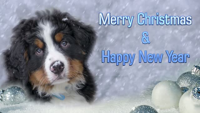 Marry Christmas and Happy New Year Dog Video Card