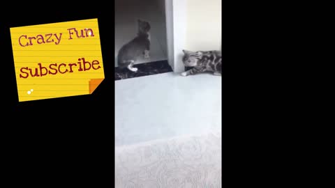 Funny Cat