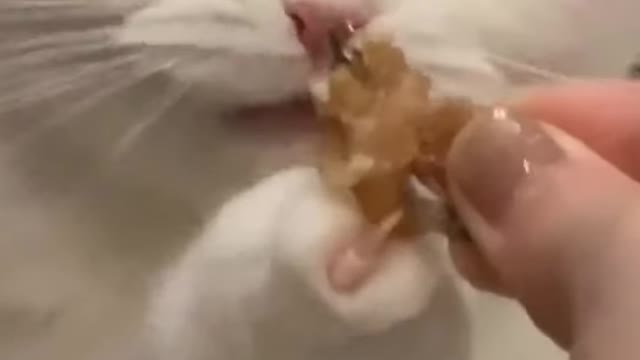 Cat eating funny videos