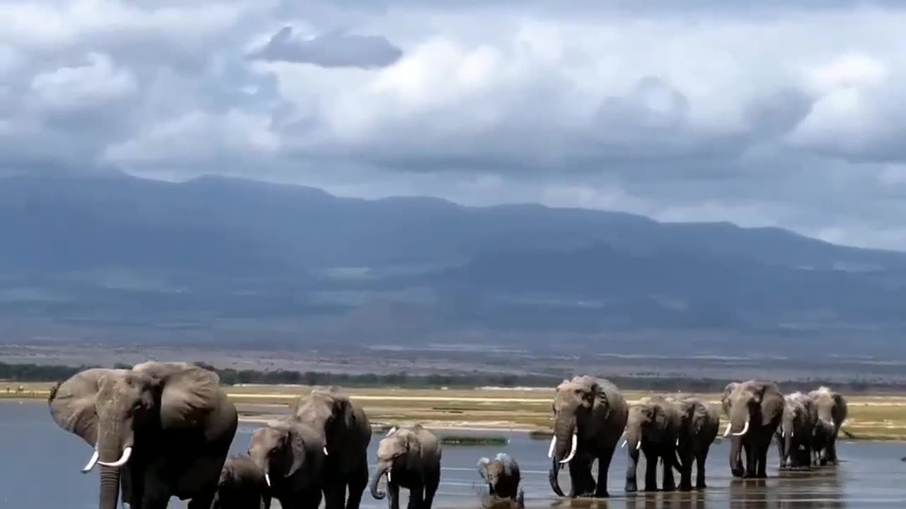 Elephant video | Animal Video | short video | viral