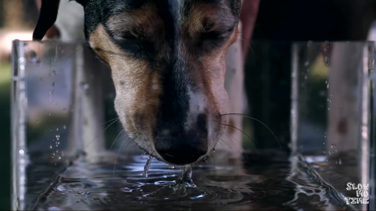 How does a dog drink? - Slow Mo Time