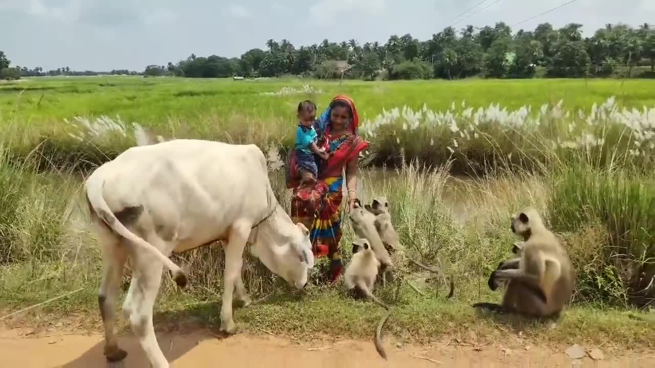 Cow vs monkey fight