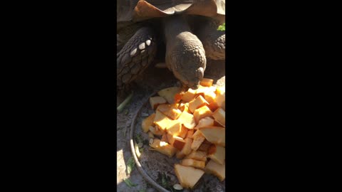 "Dan's Rest Stop" - Funny Memories #16 (Joyce And Gulliver The Tortoise)