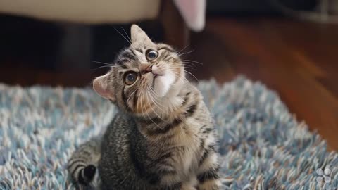 Cute Cat Gif