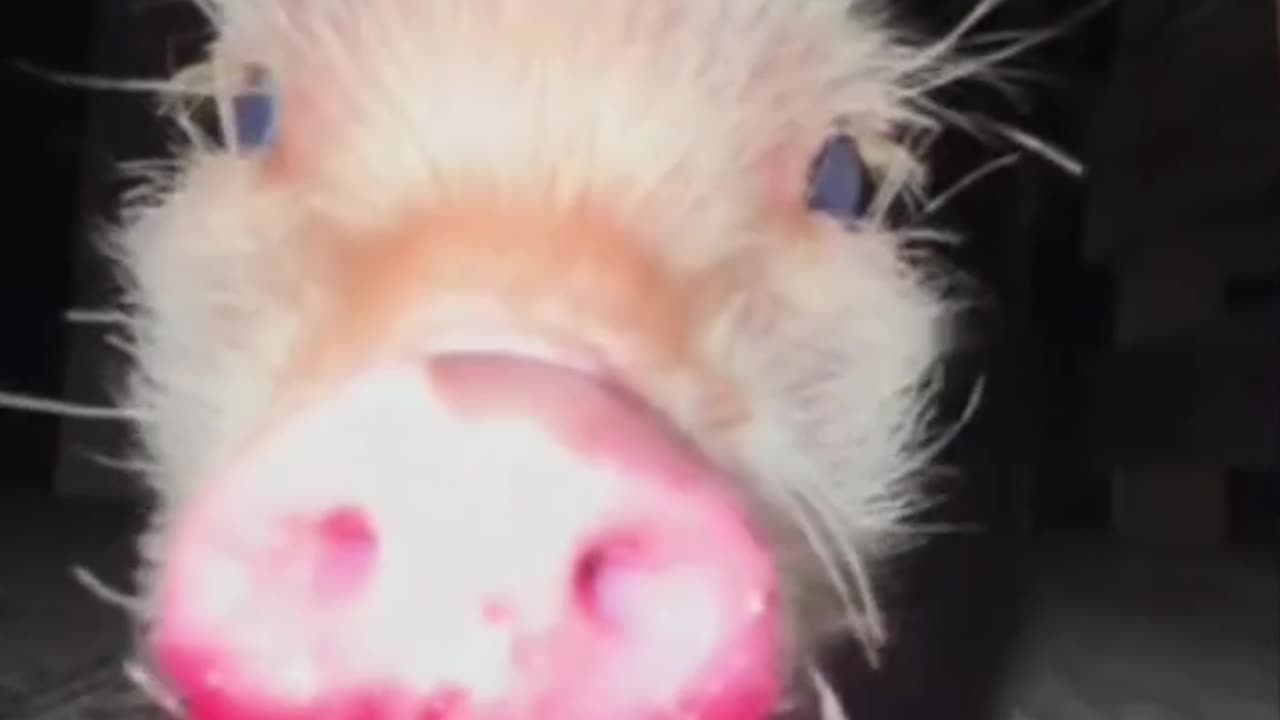 Yummy pomegranate 😊