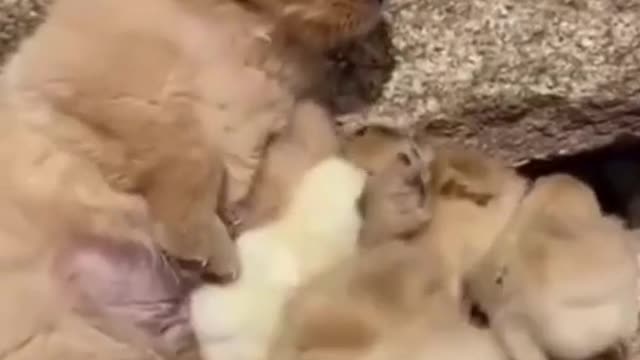 puppy and ducklings become best friends!