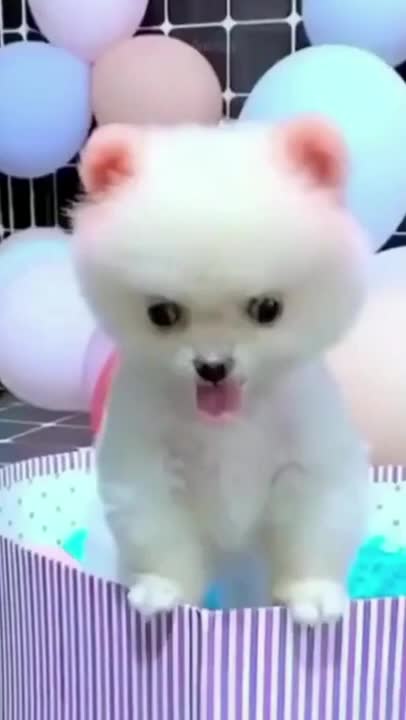 Baby cute puppy so funny and lovely puppy