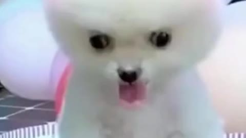 Baby cute puppy so funny and lovely puppy