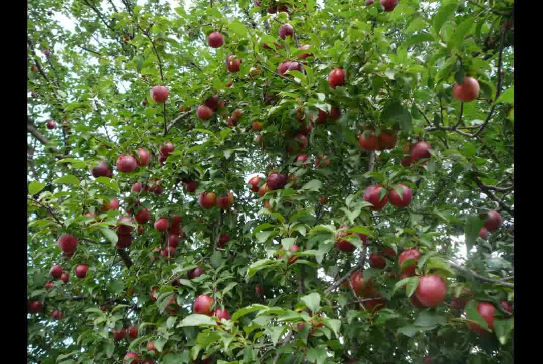 Ameixa ( Prunus Domestica ) serve para nefrite e hemorroidas