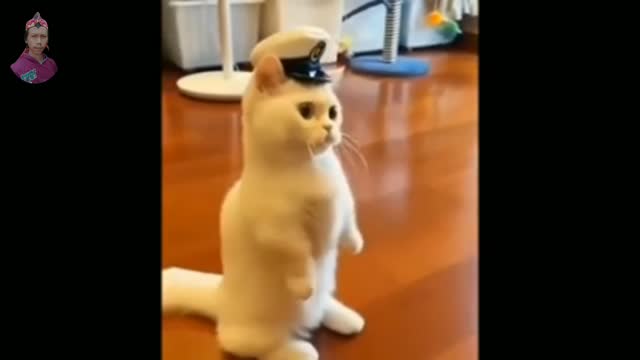 Cute and cute cat
